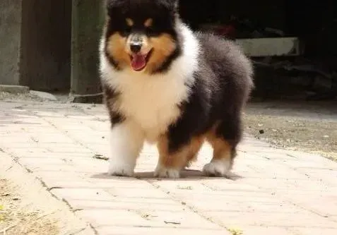喜乐蒂|三个月的喜乐蒂犬每顿吃多少狗粮