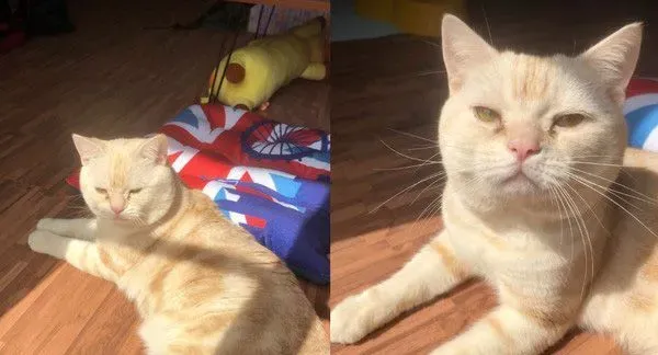 阳台怎么卡一条吐司？原来是只胖喵在晒太阳 | 猫