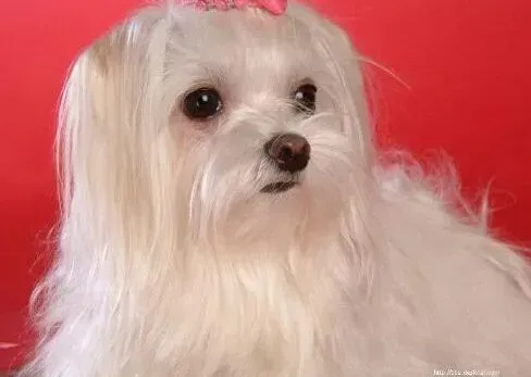 马尔济斯|想要让马尔济斯犬变的美丽吗 来美容吧
