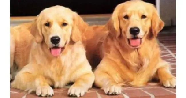金毛|金毛犬生病正确的护理方法