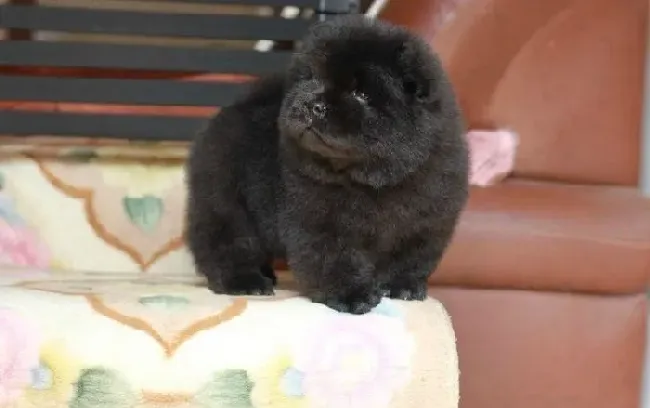 松狮犬|正当防卫术 松狮犬为保护自己会发起主动攻击
