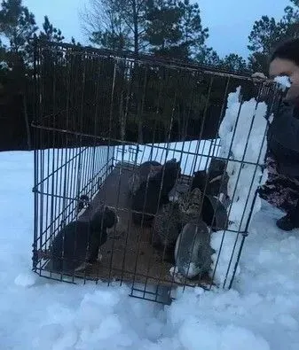 一笼小猫被遗弃雪地 12条小生命差点白白送命 | 猫