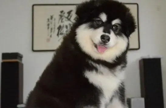 阿拉斯加犬|阿拉斯加雪橇犬很多的反常举动怎么解释