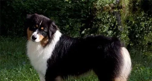 澳洲牧羊犬怎么养 要经常对犬进行调教 | 澳洲牧羊犬