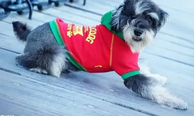 雪纳瑞|换牙期如何让你的雪纳瑞不再咬拖鞋