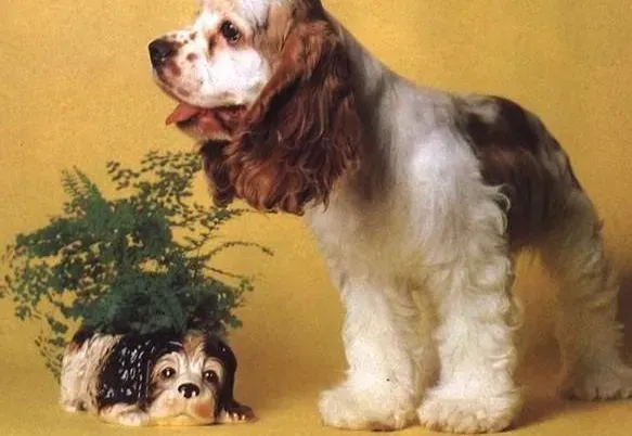 可卡犬|饲养可卡犬必备的四款骨头玩具