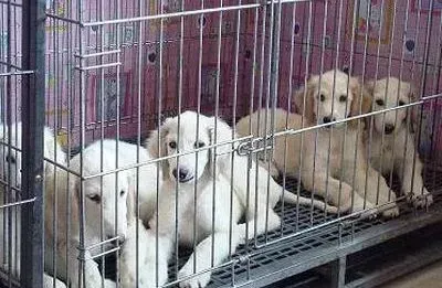 阿富汗猎犬|阿富汗猎犬为什么肚子总咕噜咕噜响