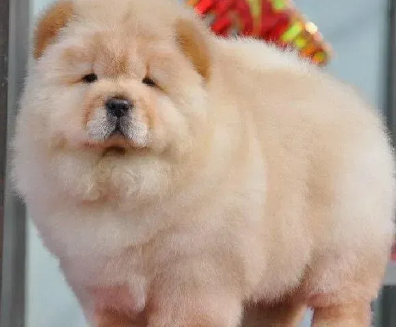 松狮犬|三个月的松狮犬一天吃几顿