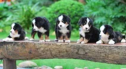 伯恩山犬|5个月的伯恩山犬疫苗齐全为什么还会得细小