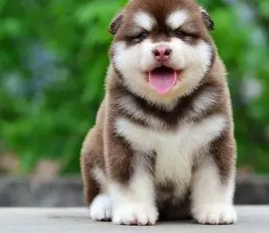 阿拉斯加犬|阿拉斯加犬不吃狗粮还发烧拉稀是怎么了