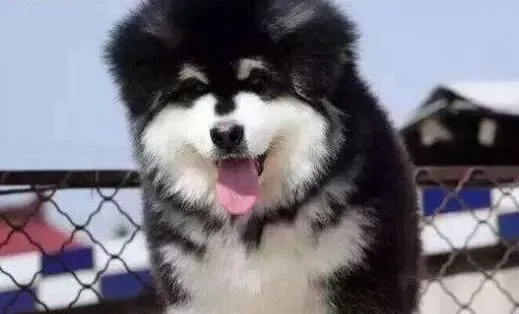 阿拉斯加犬|如何饲养阿拉斯加雪橇犬