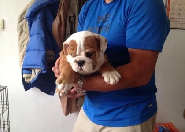英国斗牛犬|斗牛犬不吃饭，没精神应该怎么办