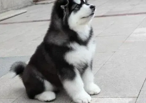 阿拉斯加犬|刚抱回家的阿拉斯加犬为什么吐淡黄色泡沫