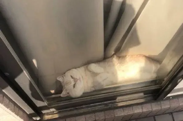 阳台怎么卡一条吐司？原来是只胖喵在晒太阳 | 猫