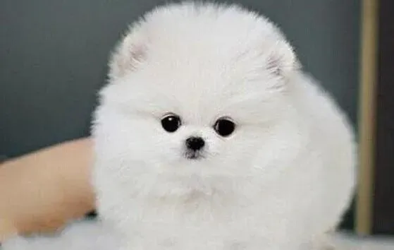 博美犬|教博美犬学习游泳时的两个要点