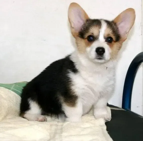 柯基犬|我家柯基犬处于细小康复期，应如何护理