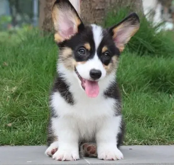 柯基犬|三个月柯基犬泡软的狗粮可以换成干狗粮吗