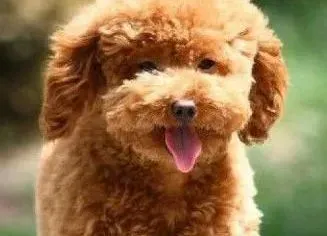 泰迪犬|运动是健康的法宝 泰迪犬户外活动不能少