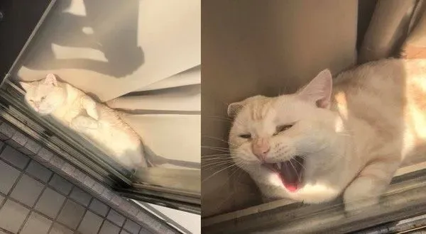 阳台怎么卡一条吐司？原来是只胖喵在晒太阳 | 猫