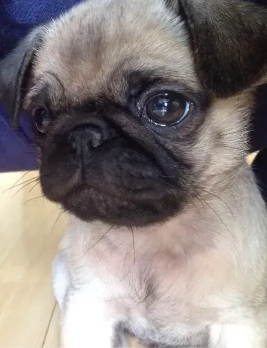 巴哥犬|介绍巴哥犬的耳朵护理方法