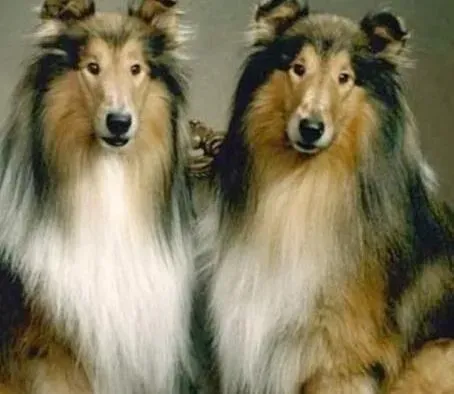 苏格兰牧羊犬|喂养很简单 四个要点让满月苏格兰牧羊犬茁壮成长