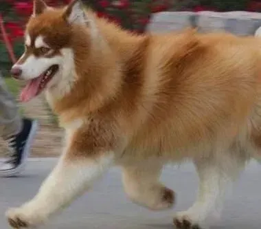 阿拉斯加犬|阿拉斯加雪橇犬不喜欢修剪指甲怎么办
