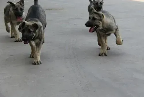 狼狗|怎么处理狼狗的粪便，求大家支招