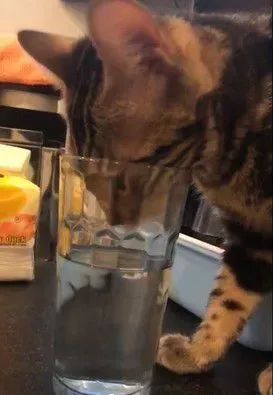 豹猫闻到自己尿味 露呆滞脸仿佛被自己的尿臭到 | 猫