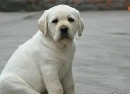 拉布拉多|为什么拉布拉多犬的肚皮上会长黑斑