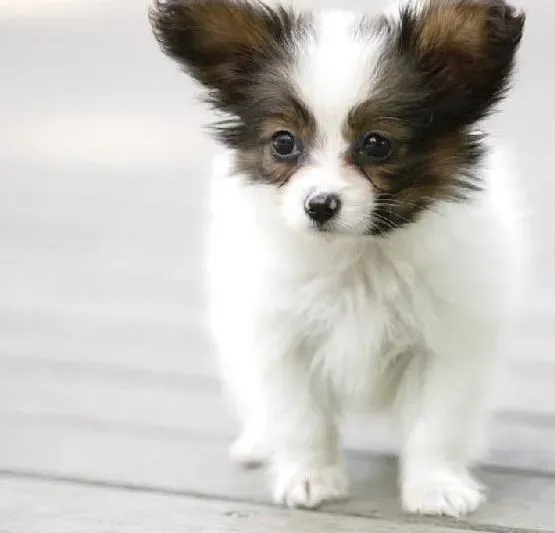 蝴蝶犬|蝴蝶犬鼻子褪色的原因有哪些