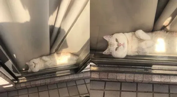 阳台怎么卡一条吐司？原来是只胖喵在晒太阳 | 猫