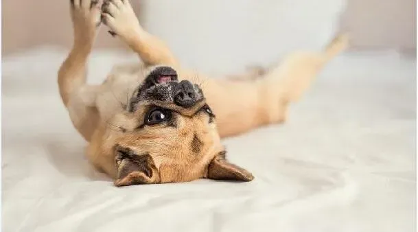 巴哥犬|巴哥犬害怕坐车怎么办 怎样克服巴哥犬害怕坐车