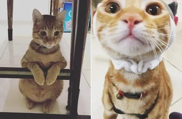 橘猫只要听到关键字吃饭 就会兴奋地凑上前讨食 | 猫