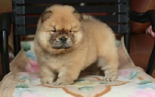 松狮犬|正当防卫术 松狮犬为保护自己会发起主动攻击