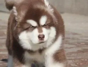 阿拉斯加犬|护理妙招  怎样给阿拉斯加犬护理牙齿