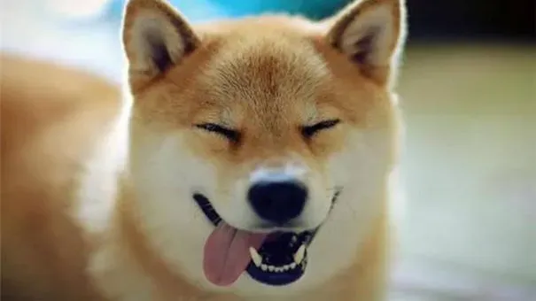 柴犬|柴犬身上有异味怎么办 先弄清楚柴犬身上有异味的原因