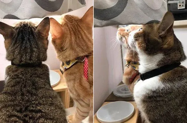 橘猫只要听到关键字吃饭 就会兴奋地凑上前讨食 | 猫