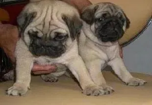 巴哥犬|巴哥犬最近大便带血是怎么了，没事吧
