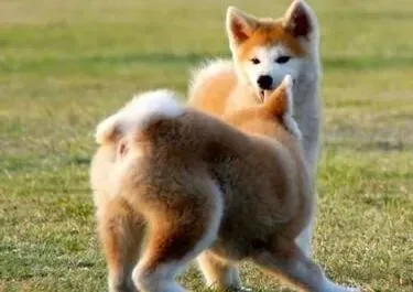 秋田犬|科学喂养秋田犬时需要注意哪些事项