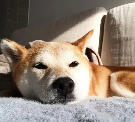 柴犬不吃狗粮怎么办 柴犬不吃狗粮这两招就可以搞定 | 柴犬
