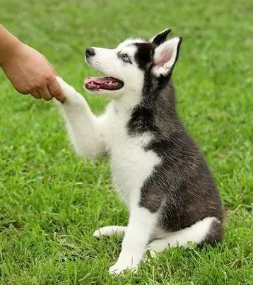 吉娃娃|开启爱犬的明星之路  小狗趣味动作训练