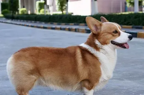 柯基犬聪明吗 短腿萌宠很可爱 | 柯基犬