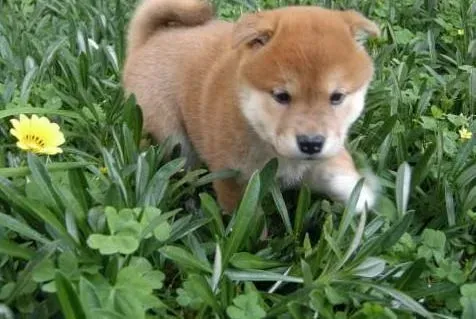柴犬|柴犬呕吐两天，口吐黄水是怎么了