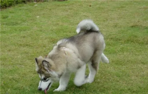 阿拉斯加雪橇犬狼叫 只是体形长的像狼 | 阿拉斯加雪橇犬