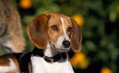 猎狐犬好养吗 比较适合空旷的环境下饲养 | 猎狐犬