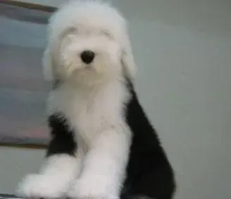 古代牧羊犬|古代牧羊犬吃完晚饭两个小时就吐了为什么