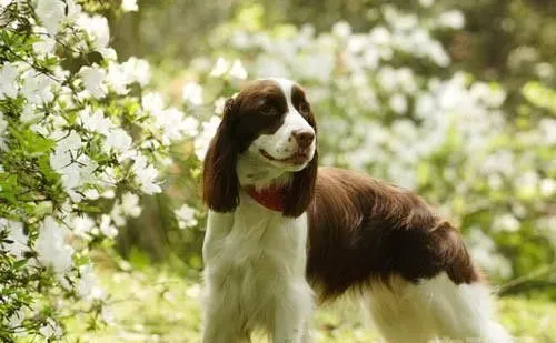 史宾格犬能长多大 公犬的理想肩高是50.8厘米 | 史宾格犬