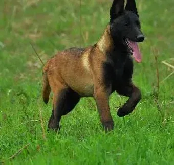 马犬|马犬身上有虱子怎么办