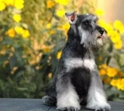 雪纳瑞|饲养雪纳瑞幼犬要注意的四大要点