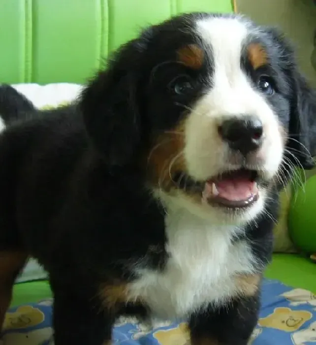 伯恩山犬|伯恩山犬性格调皮给我们带来麻烦 如何教育